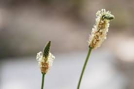 Attēlu rezultāti vaicājumam “Plantago lanceolata bud”