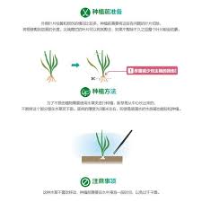 「扭蘭」的圖片搜尋結果