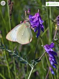 Attēlu rezultāti vaicājumam “Colias palaeno upperside”