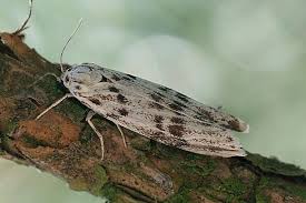 Attēlu rezultāti vaicājumam “Coscinia cribraria”