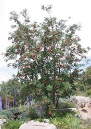 Attēlu rezultāti vaicājumam “Sorbus aucuparia flower”