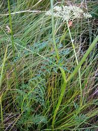 Attēlu rezultāti vaicājumam “Peucedanum palustre”
