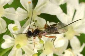 Attēlu rezultāti vaicājumam “Dichelia histrionana”