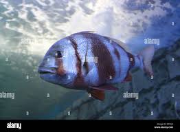 Image result for Polysteganus undulosus