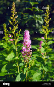 Attēlu rezultāti vaicājumam “Spiraea salicifolia flower”