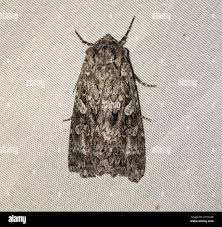 Attēlu rezultāti vaicājumam “Eurois occulta”