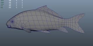 Image result for Carpiodes carpio