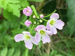 Attēlu rezultāti vaicājumam “Cardamine pratensis”