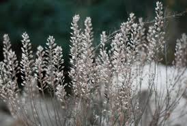 Attēlu rezultāti vaicājumam “Lepidium densiflorum flower”