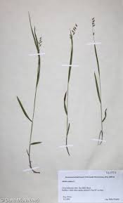 Attēlu rezultāti vaicājumam “Melica nutans”