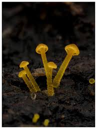 Attēlu rezultāti vaicājumam “Willkommlangea reticulata”