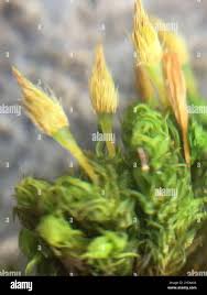 Attēlu rezultāti vaicājumam “Ulota crispa”