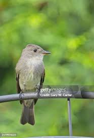 Image result for Sayornis phoebe