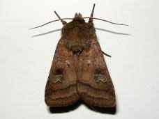 Attēlu rezultāti vaicājumam “Diarsia florida”