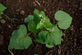 Attēlu rezultāti vaicājumam “Fagopyrum esculentum leaf”