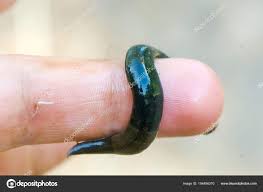 Attēlu rezultāti vaicājumam “Haemopis sanguisuga”