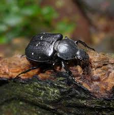 Attēlu rezultāti vaicājumam “Gnorimus variabilis”