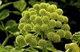 Image result for Angelica archangelica