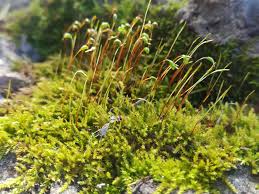 Attēlu rezultāti vaicājumam “Amblystegium serpens sporophyte”