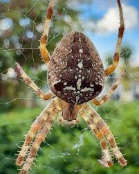 Attēlu rezultāti vaicājumam “Araneus diadematus female”