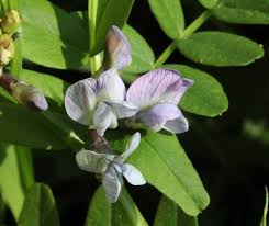 Attēlu rezultāti vaicājumam “Vicia sepium flower”