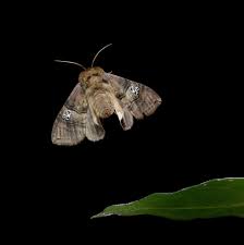 Attēlu rezultāti vaicājumam “Drepanidae”
