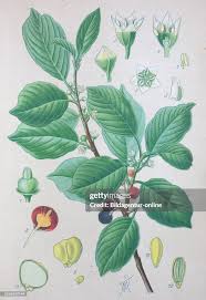 Attēlu rezultāti vaicājumam “Frangula alnus”