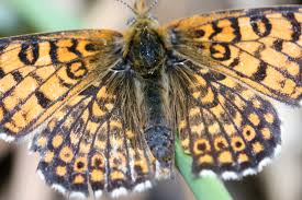 Attēlu rezultāti vaicājumam “Melitaea cinxia upperside”