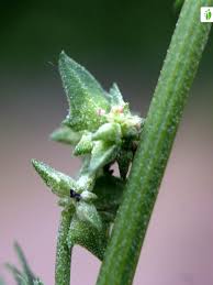 Attēlu rezultāti vaicājumam “Atriplex littoralis leaf”