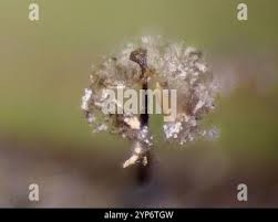 Attēlu rezultāti vaicājumam “Didymium nigripes stalked”