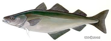 Image result for Pollachius pollachius