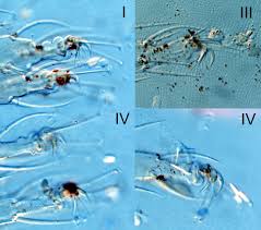 Attēlu rezultāti vaicājumam “Panonychus”