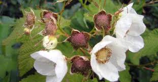 Attēlu rezultāti vaicājumam “Rubus parviflorus fruit”
