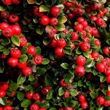 Attēlu rezultāti vaicājumam “Cotoneaster divaricatus fruit”