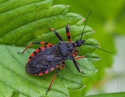 Attēlu rezultāti vaicājumam “Rhynocoris annulatus imago”