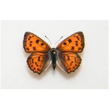 Attēlu rezultāti vaicājumam “Lycaena alciphron”