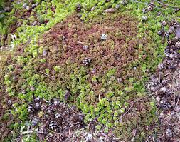 Attēlu rezultāti vaicājumam “Sphagnum capillifolium”