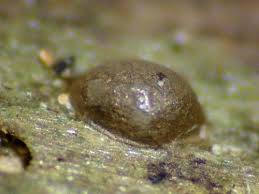 Attēlu rezultāti vaicājumam “Licea pusilla spores”