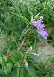 Attēlu rezultāti vaicājumam “Campanula trachelium leaf”