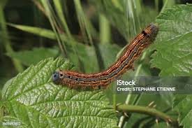 Attēlu rezultāti vaicājumam “Malacosoma neustria”