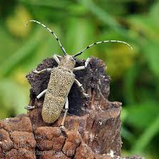 Attēlu rezultāti vaicājumam “Saperda carcharias”