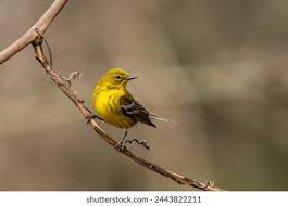 Image result for Dendroica pensylvanica