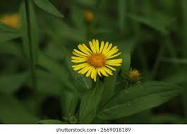 Attēlu rezultāti vaicājumam “Inula britannica”