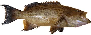 Image result for Mycteroperca phenax