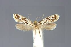 Attēlu rezultāti vaicājumam “Nemapogon cloacella”