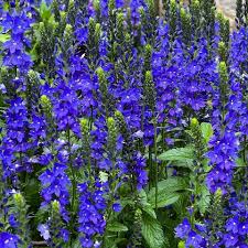Image result for Veronica teucrium