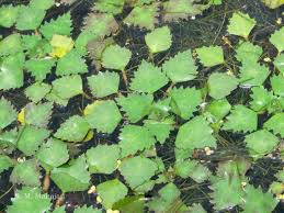 Attēlu rezultāti vaicājumam “Trapaceae”