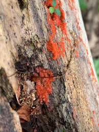 Attēlu rezultāti vaicājumam “Trichia ambigua”