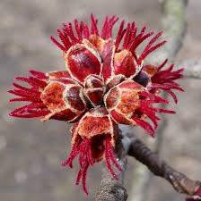 Attēlu rezultāti vaicājumam “Acer saccharinum flower”
