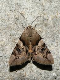 Attēlu rezultāti vaicājumam “Catocala fulminea”